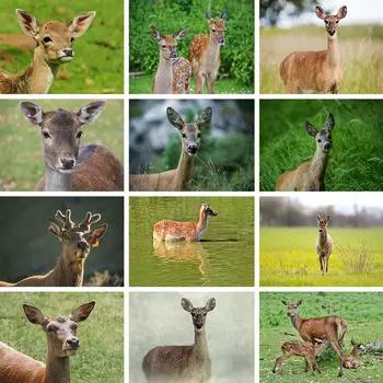 DIY 5D алмазная живопись животное пятнистый олень горный хрусталь картина набор для вышивки крестом полная алмазная вышивка мозаика подарок украшение дома Full Round 20x30CM