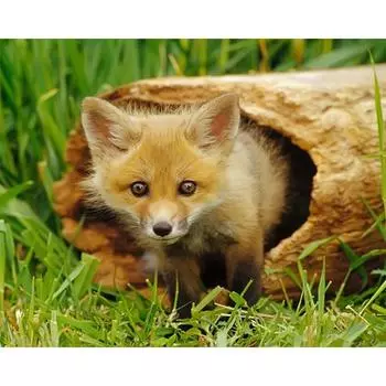 DIY 5D полная алмазная картина милая дыра в дереве маленькая лиса набор крестиков Алмазная вышивка 20X30CM
