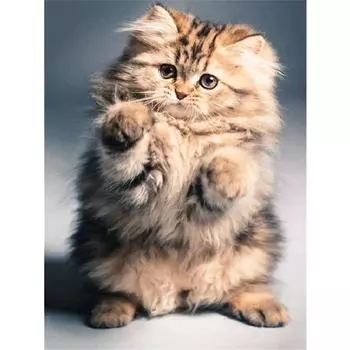 DIY 5D полная алмазная картина вышивка крестиком стоящая кошка Алмазная вышивка рукоделие 20X30CM