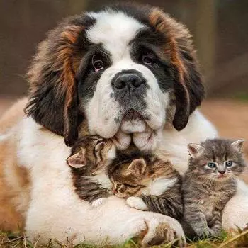 DIY 5D полная алмазная картина вышивка крестиком картина собака кошка Алмазная вышивка рукоделие 30X30CM