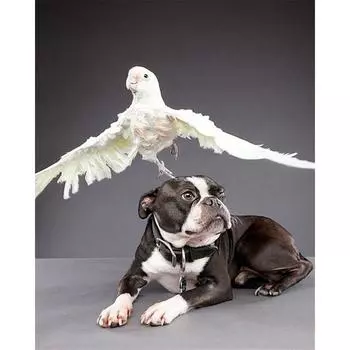 DIY 5D полная алмазная картина животное собака вышивка крестиком Алмазная вышивка 20X30CM