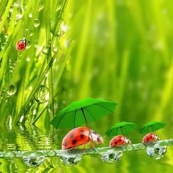 DIY 5D полная алмазная живопись вышивка крестом картина божья коровка Алмазная вышивка наборы для рукоделия 30X30CM