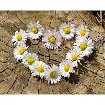 DIY 5D Полный Алмазная Алмазная Картина Любовь Дейзи Вышивка Крестом Алмазная Вышивка 20X30CM