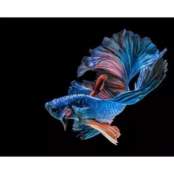 DIY Алмазная картина Красочная грохотающая рыба Животное Вышивка Крестом Мозаика Полный горный хрусталь 20X30CM