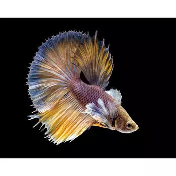 DIY Алмазная картина Красочная грохотающая рыба Животное Вышивка Крестом Мозаика Полный горный хрусталь 20X30CM