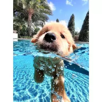 Diy Алмазная картина Креста стежок Алмазная вышивка Картины Искусства Искусство Ремесло для Главная стена Декор Полный площади Full Round 20X30CM