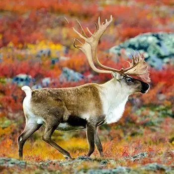 DIY Алмазная картина Лось Пейзаж Полный круглый Мозаика Животные Алмазная картина Вышивка крестиком 30x30CM