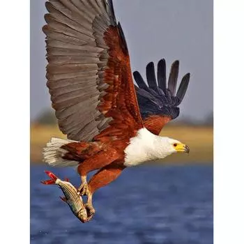 DIY Алмазная картина Орел Алмазная вышивка Мультфильм Алмазная вышивка крестом Домашний декор 20X30CM