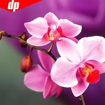 DIY Алмазная картина Полный круглый цветок Rhinestone Картина Вышивка Алмазная мозаика Вышивка крестом 30x30