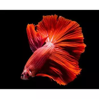 DIY Алмазная картина Разноцветная рыба-рыба Животное Вышивка Крестом Мозаика Украсить 20X30CM