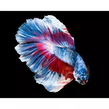 DIY Алмазная картина Разноцветная рыба-рыба Животное Вышивка Крестом Мозаика Украсить 20X30CM