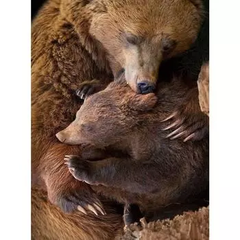 Diy Алмазная картина Вышивка крестиком Pentium Алмазная вышивка Мозаика с изображением животных Домашний декор Картина Full Round 20X30CM