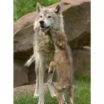 Diy Алмазная картина Вышивка крестом Полный квадрат Алмазная вышивка Животное Картина Ресторан Домашний декор Full Round 20X30CM