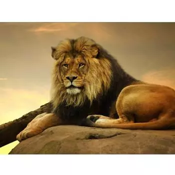 DIY Алмазная картина Животные Вышивка крестом Мозаика Вышивка Аксессуары для домашнего декора 20X30CM