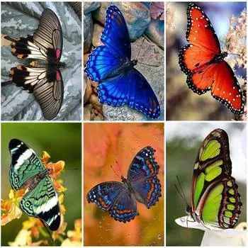 DIY Алмазная вышивка 5D алмазная живопись Бабочка Алмазная мозаика Наборы для вышивки крестом Стразы настенное искусство домашний декор подарок Full Round 20x30CM