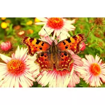 DIY Алмазная вышивка Цветы и бабочки Алмазная картина Вышивка крестом Алмазная мозаика Домашний декор 20X30CM