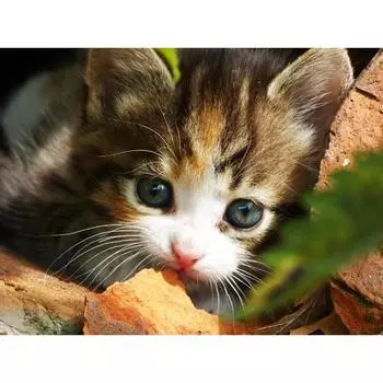 DIY Алмазная вышивка Крестом Картина Милый котенок Алмазная картина Украшение дома 20X30CM