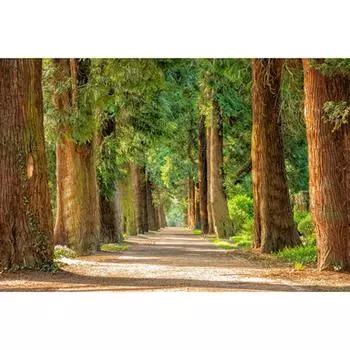 DIY Алмазная вышивка Лесной солнечный пейзаж Вышивка крестом Алмазная картина 20X30CM