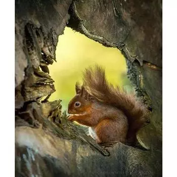 DIY Алмазная вышивка Непослушная белка Полный круглый алмаз картина вышивка крестом 20X30CM