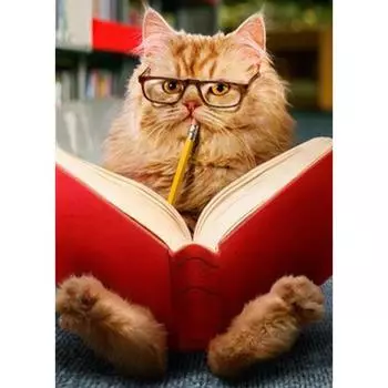 DIY Алмазная вышивка Обучающий кот Полный круглый алмаз Картина Вышивка крестом 20X30CM