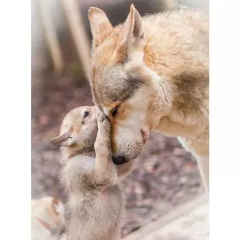 Diy Diamond Вышивка Ручная работа Стразы Вышивка Алмазное искусство Настенные украшения Декор Full Round 20X30CM