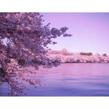 DIY Алмазная вышивка Вишневый цвет Озеро Алмазная картина Полный 5d Вышивка крестом 20X30CM