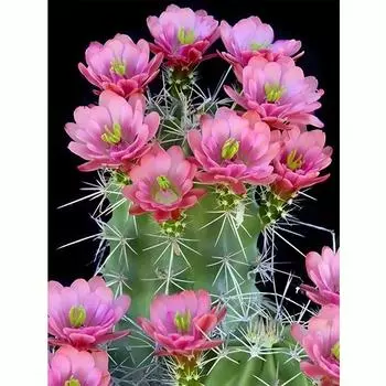DIY алмазная живопись цветок кактуса полная круглая Алмазная мозаика вышивка крестиком украшение 30x40 см/12x16 дюймов 30x40cm NO Frame