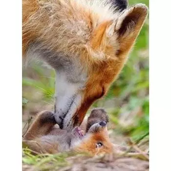 DIY Алмазная живопись Крест стежок Craft Комплект Стены Алмазная вышивка Полный площади Главная Декор Full Round 20X30CM