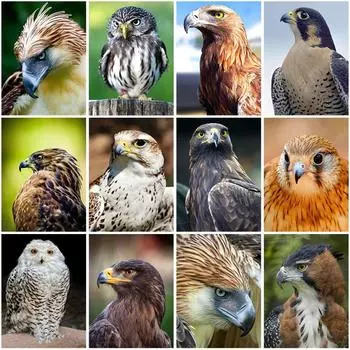 Diy Eagle 5D алмазная живопись полная круглая дрель птицы Алмазная вышивка наборы крестиков стразы настенное искусство домашний декор подарок Full Round 20x30CM