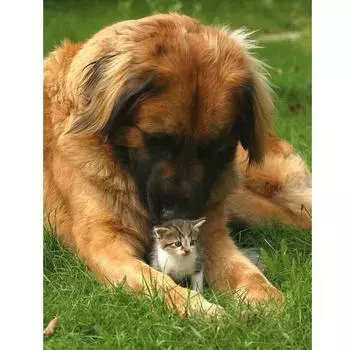 Diy Full Round Drill Dog Love Cat Алмазная картина Мозаика Вышивка Животные 5d Вышивка крестом 20X30CM