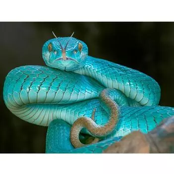 DIY Картина Алмазная вышивка Синие змеи 5D Мозаика Вышивка крестом