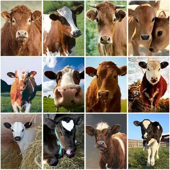 DIY Корова 5D алмазная живопись полная круглая дрель животное Алмазная вышивка крестиком мозаика наборы настенное искусство домашний декор Full Round 20x30CM