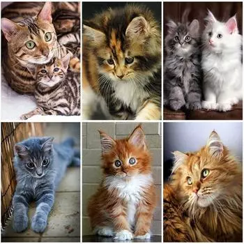 DIY кошка 5D алмазная живопись полный круглый дрель набор для вышивки крестом животное Алмазная вышивка стразами настенное искусство подарок домашний декор Full Round 20x30CM