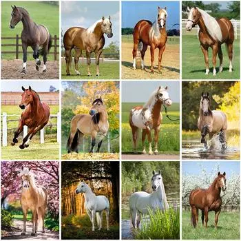 DIY лошадь 5D алмазная живопись полная круглая дрель животное Алмазная вышивка крестиком мозаичные наборы подарок настенное искусство домашний декор Full Round 20x30CM