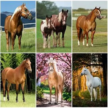 DIY Лошадь 5D алмазная живопись полная круглая дрель мозаика животное Алмазная вышивка стразами вышивка крестом стены книги по искусству домашний декор Full Round 20x30CM