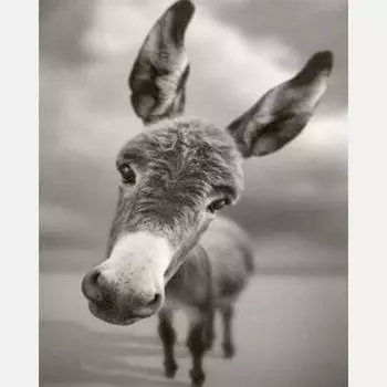 DIY милый осел Алмазная вышивка животные серии Алмазная картина вышивка крестом домашний декор подарок 20X30CM