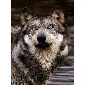 Diy Павлин Вышивка Круглая дрель Алмазная картина Вышивка крестом Вертикальная картина Стразы Домашний декор Full Round 20X30CM