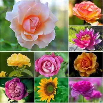 DIY полный круглый 5D DIY алмазная живопись пейзажная мозаика Алмазная вышивка распродажа роза картина горный хрусталь домашний декор подарок Full Round 15x20CM