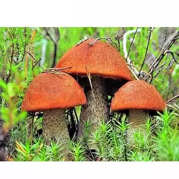 DIY ремесла ручной работы Алмазная вышивка Алмазный гриб Стразы Алмазная картина Вышивка крестом 20X30CM