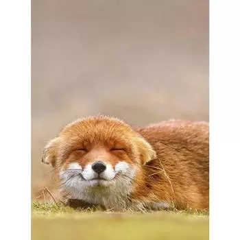 DIY Руководство Алмазная вышивка крестиком Стразы 5D Алмазная вышивка Алмазная настенная живопись Декор Full Round 20X30CM