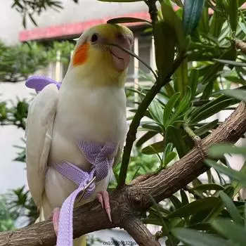 Длинный кабель поводок для птиц легкий жилет для попугаев веревка для птиц регулируемая антиукусная тренировочная веревка принадлежности для птиц зелёный