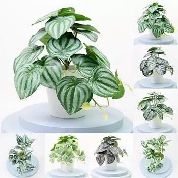 Для магазинов Бонсай Для свадеб Для вечеринок Пластик Красивый A