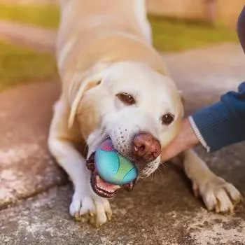 Dog toys with gritted teeth, durable and elastic balls, biting and self relieving training, color blocking rubber balls,pet toys XS темно-коричневого