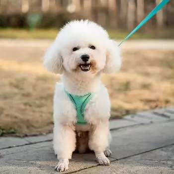 Домашние животные Дышащий жилет для собак Нагрудный пояс Задние ремни Предотвращают прорывы Эксклюзивно для использования на открытом воздухе Регулируемое ночное отражение XS зелёный
