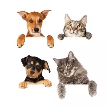 Домашний офис отель съемный переключатель животных наклейка гостиная кухня ванная комната настенная наклейка самоклеящаяся декорация