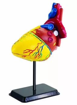 Doyusha Human Anatomy Model Series Heart 14cm Complete Product