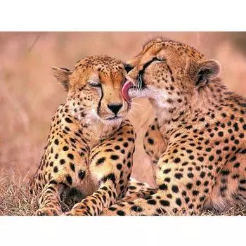 Два гепарда Diy Алмазная картина 5d Квадратные бриллианты Горный хрусталь Вышивка крестом 20X30CM