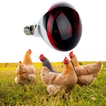 E27 Инфракрасная лампа для обогрева поросят 250 Вт Инфракрасный свет Инфракрасная изоляционная лампа для поросят Курица Утка Птица красный