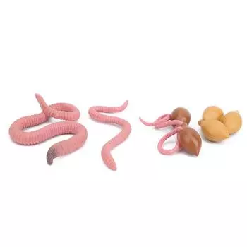 Earthwarm 4 Stage Growth Cycle Model Life Cycle Models Children Educational Toy