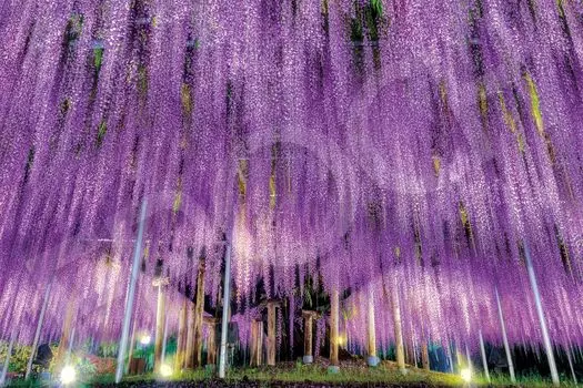 EPOCH 1000 piece jigsaw puzzle Ashikaga s Big Wisteria - Tochigi (50x75cm) 09-050s with glue and spatula with score ticket EPOCH